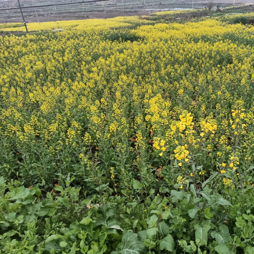落花流水十年间
