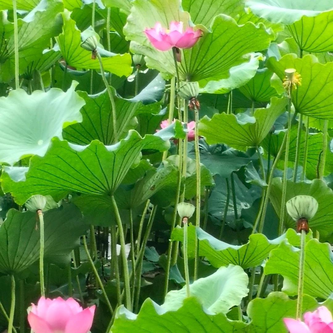 漫步*^O^*星空🌹🌹