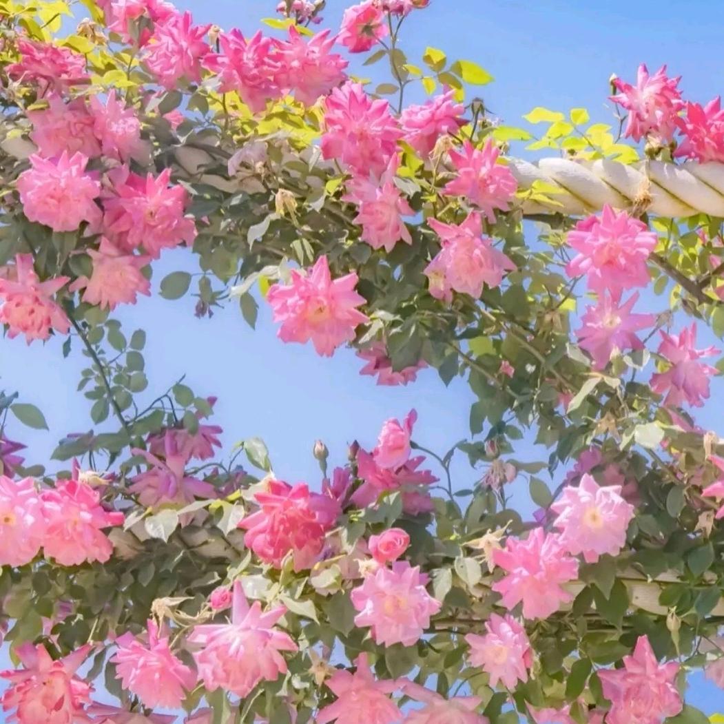 亚芳