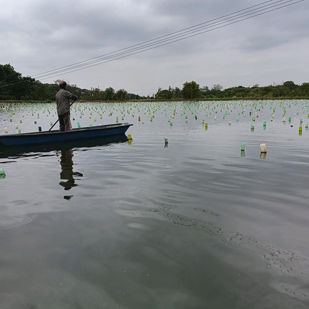 童氏珍珠养殖基地