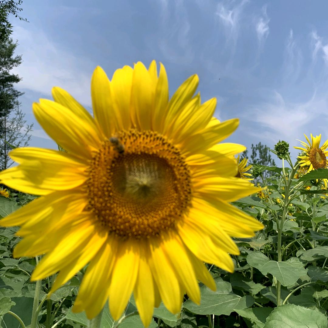 🌻沉默🌈