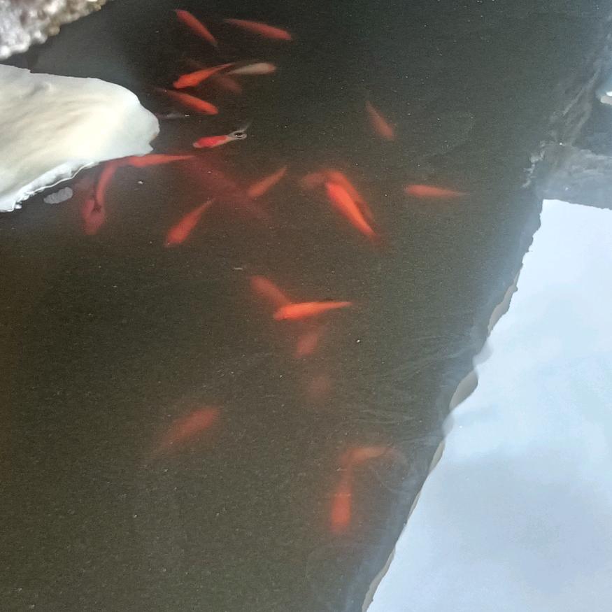 佛缘