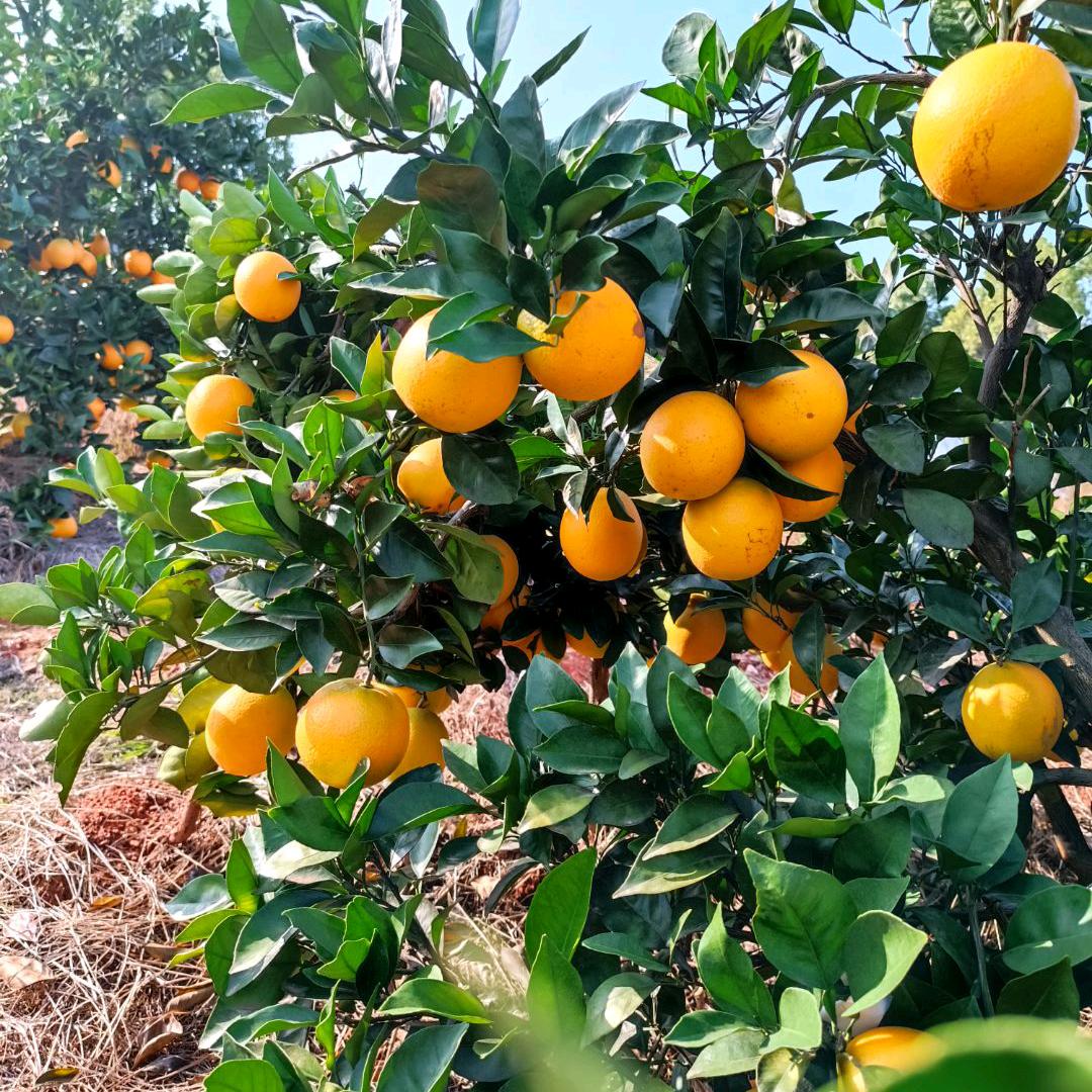 常德市虎山家庭农场彭