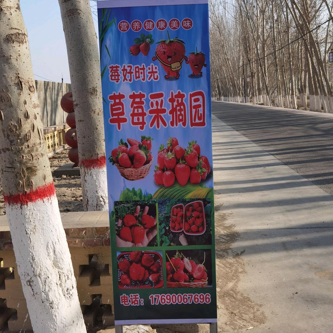 莎车县米夏镇樱桃园草莓采摘