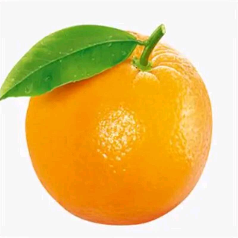 橙橙橙橙🍊