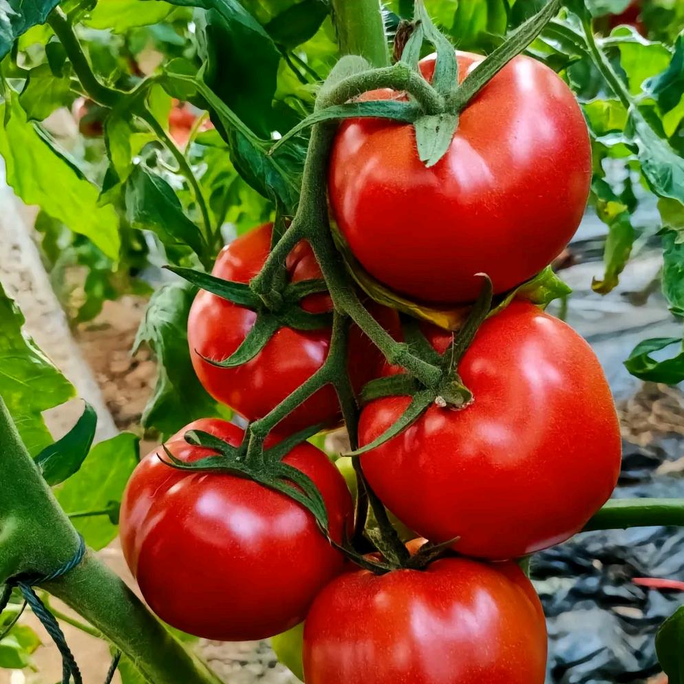 @阿🍅华@