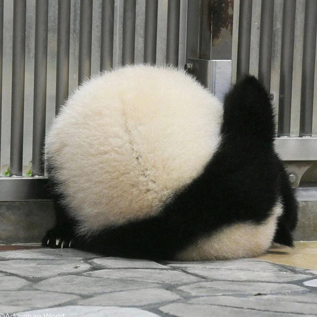 懒猫