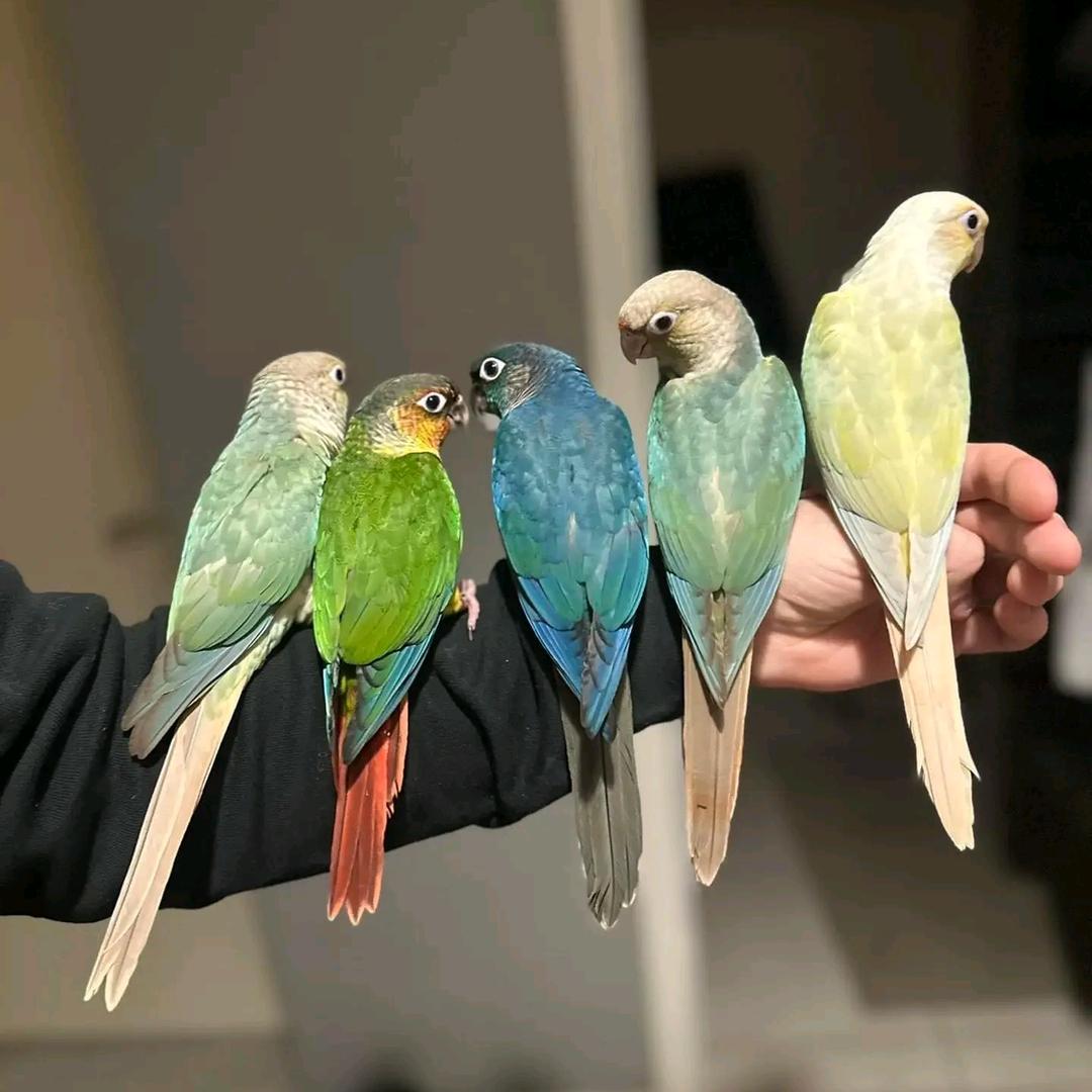 鹦鹉养殖🦜