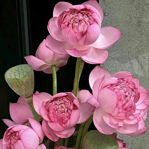 蜜小桃❤️养🌹