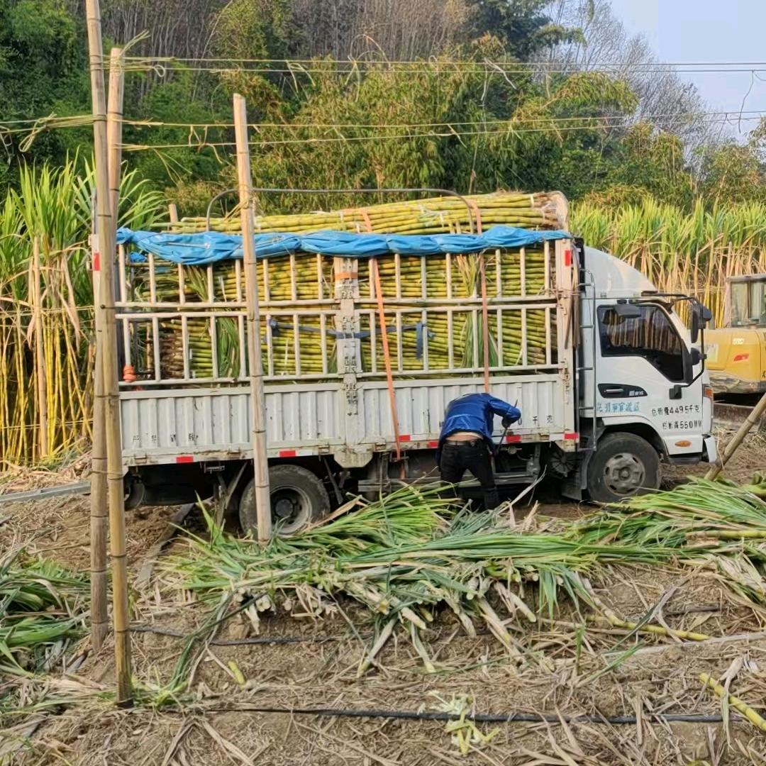 川C果蔬柑橘类爱媛果冻橙粑粑。何幺妹