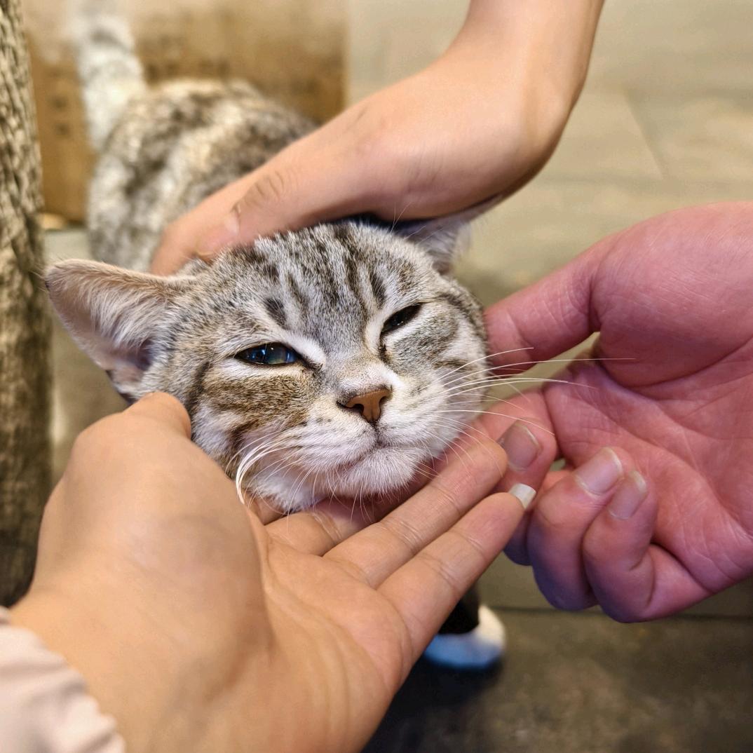 🉑爱没烦恼喵-~