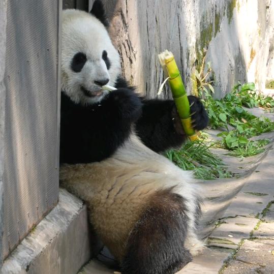 别来无恙&