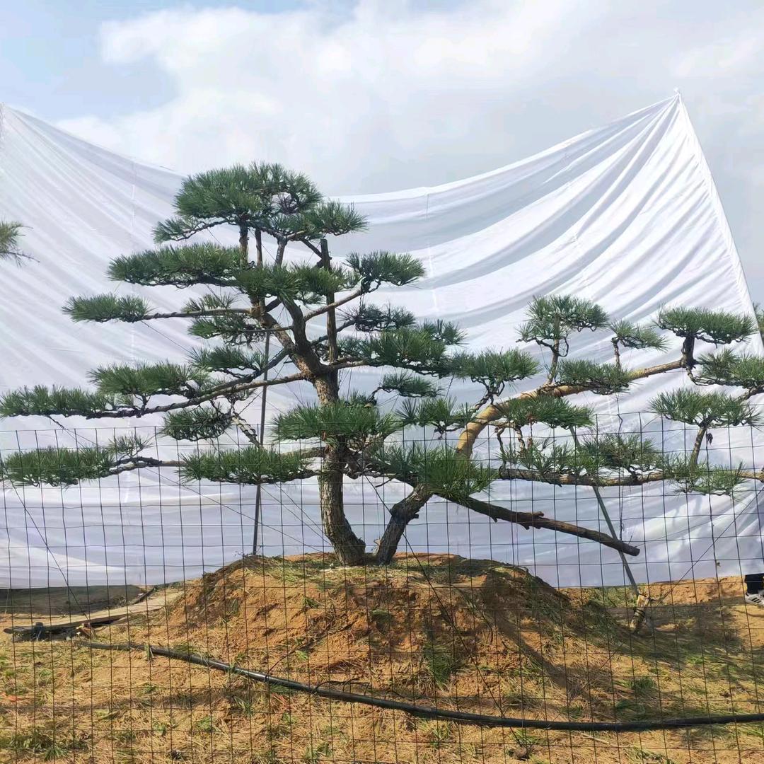 腾华园林造型松造型黑松