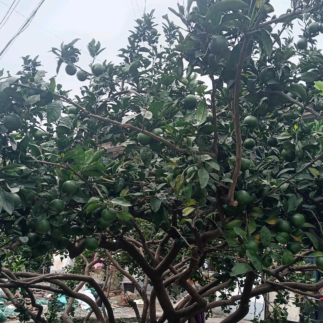 河南詹哥