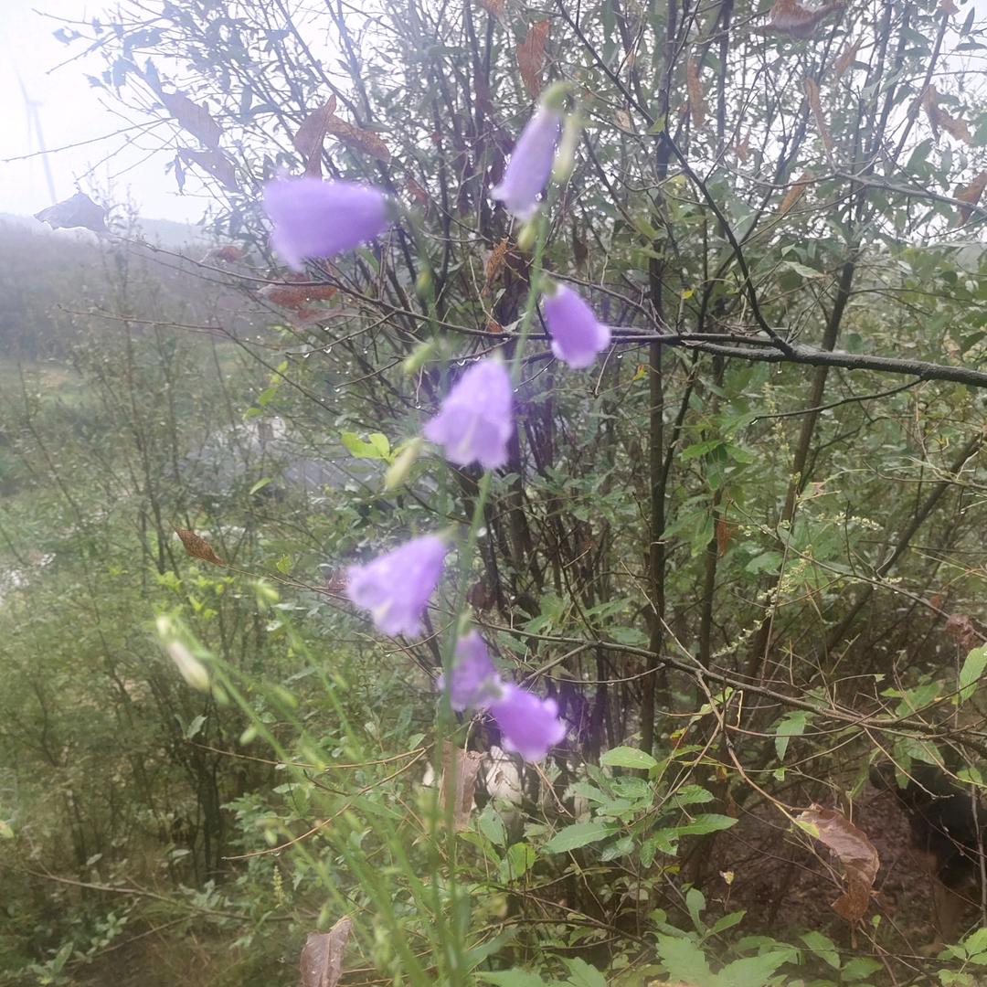 坚强