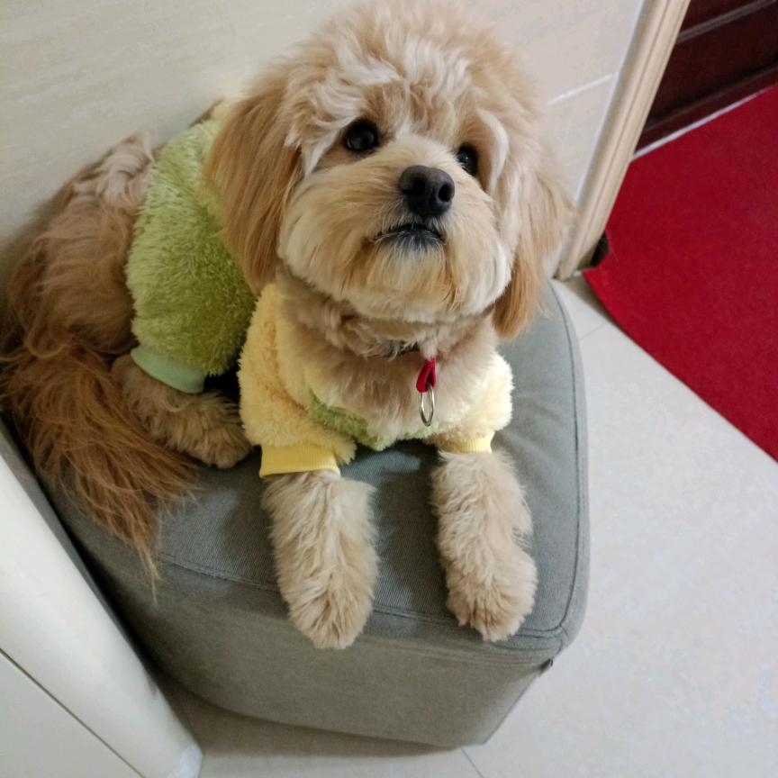 小布丁（可卡布）