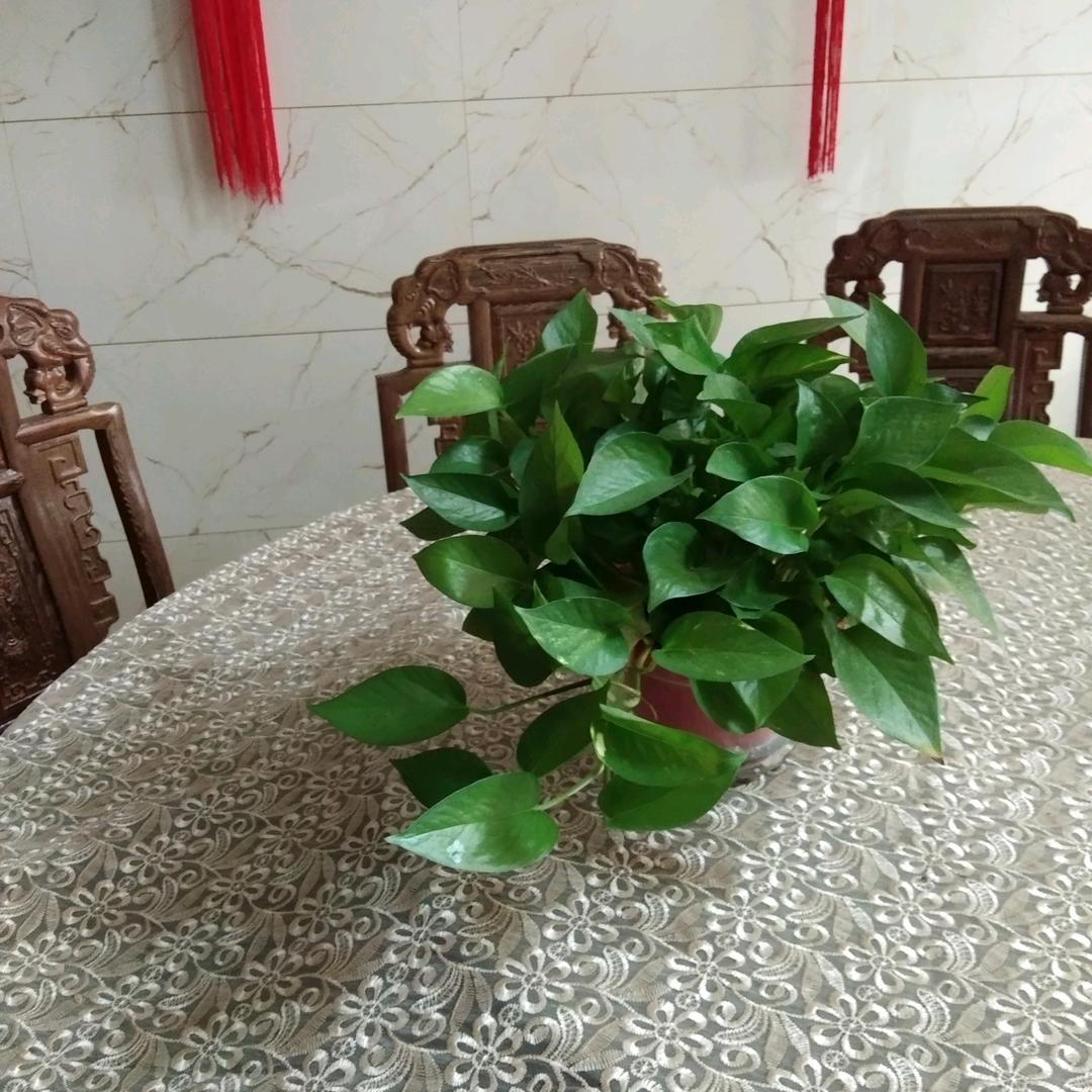 一个人的梦想