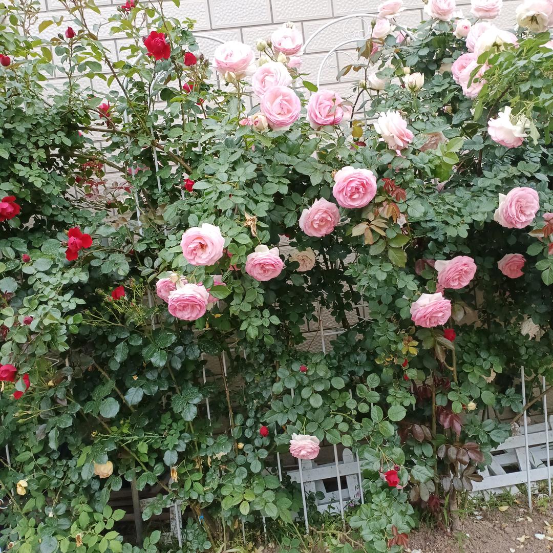 平安开心