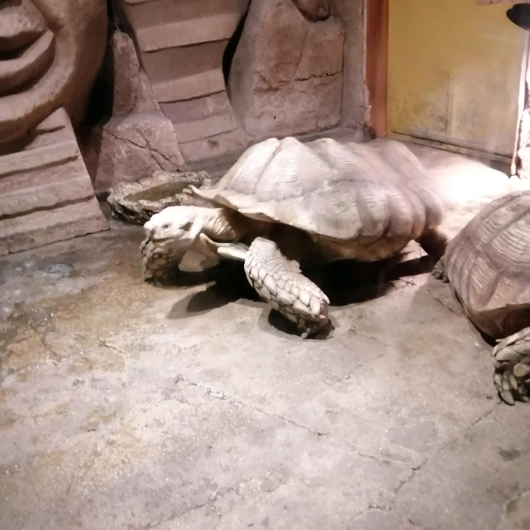 玩游戏