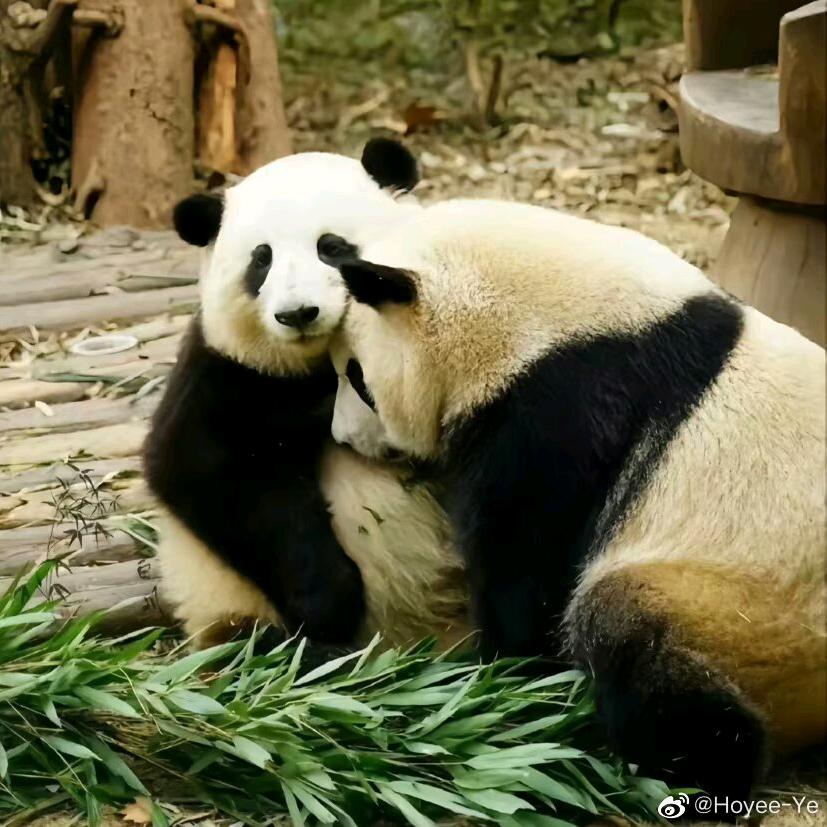 成小九成小八~🌸🍃~