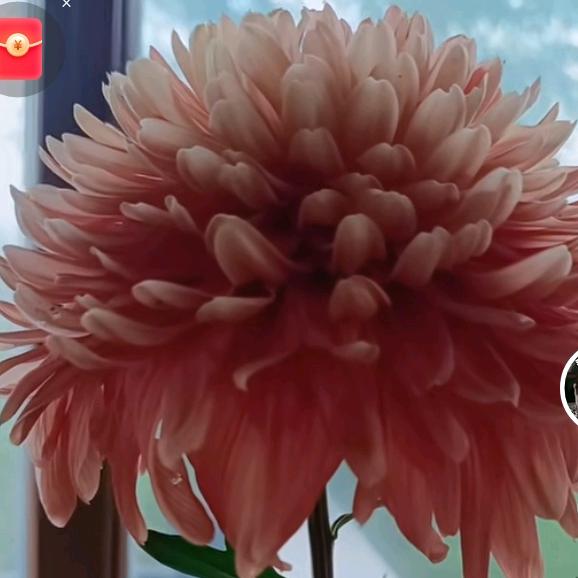 🌸花开富贵