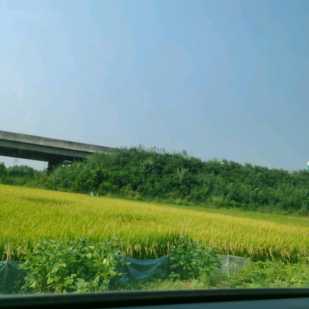 认真