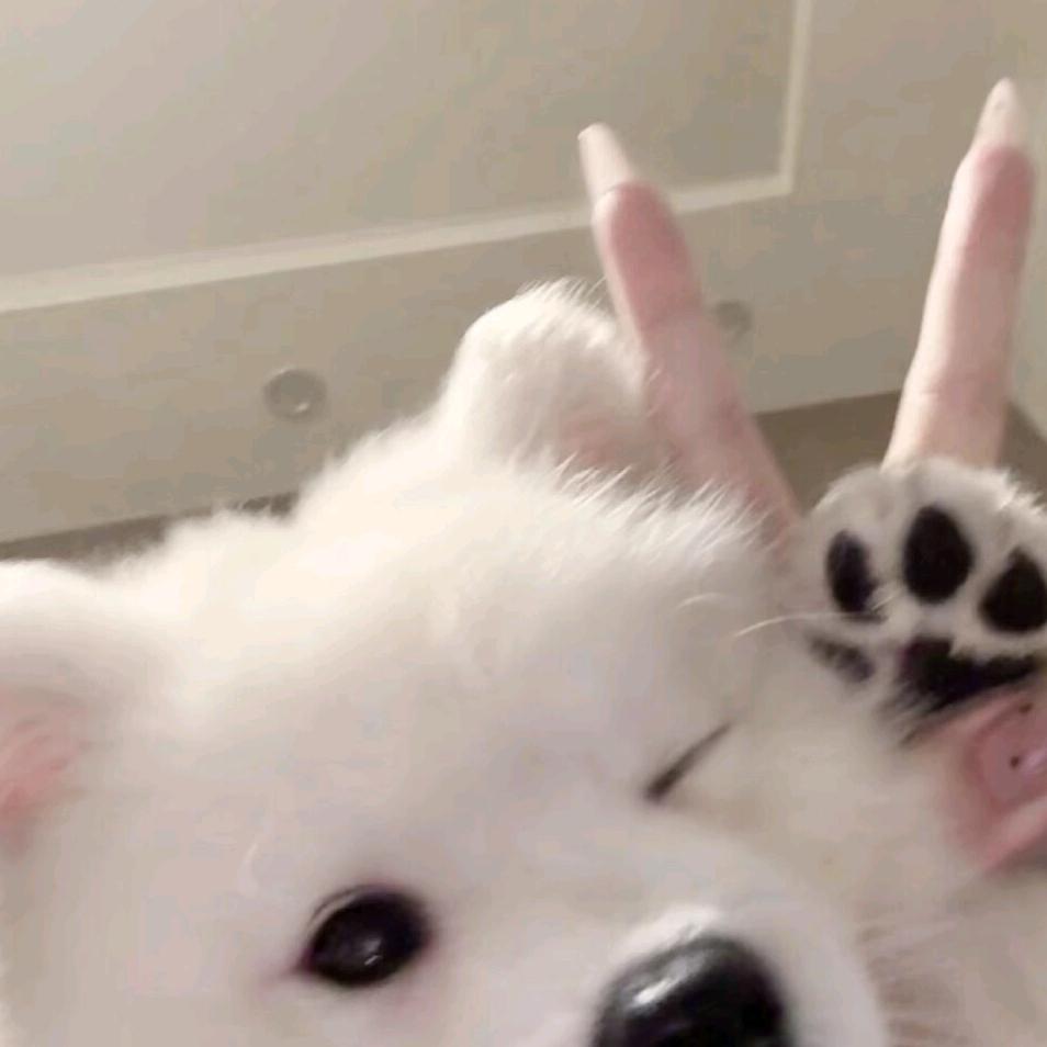 萌宠之家（狗熊岭）❄️