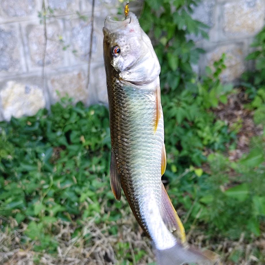逐溪微物