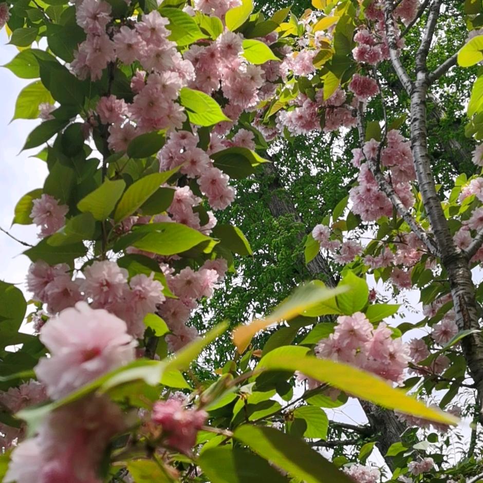 💰醉💵可爱￥菲肥绯狒霏翡妃