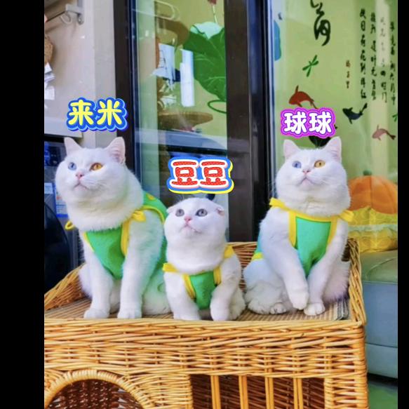 异瞳球球和来米