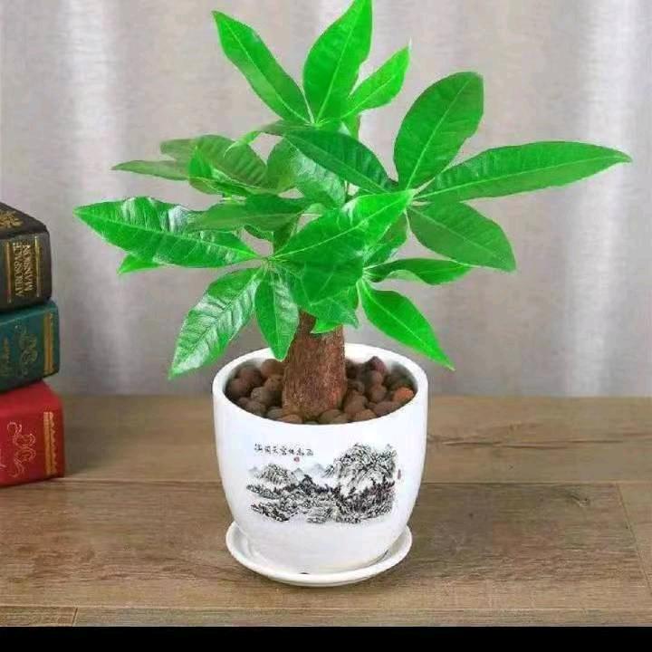 心里只有你