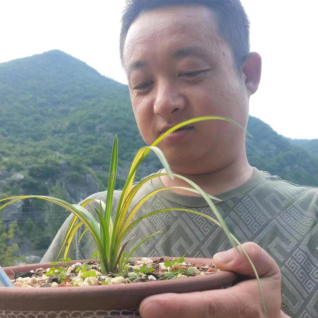 西峡县兰遇花卉经营部