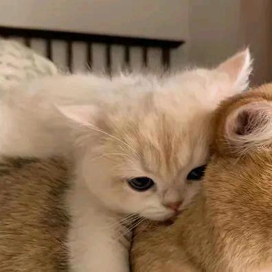 猫主子的铲屎好物官