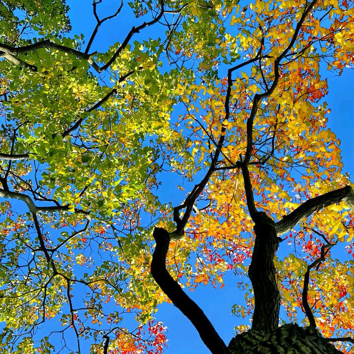 茅台酱酒（搬运工）