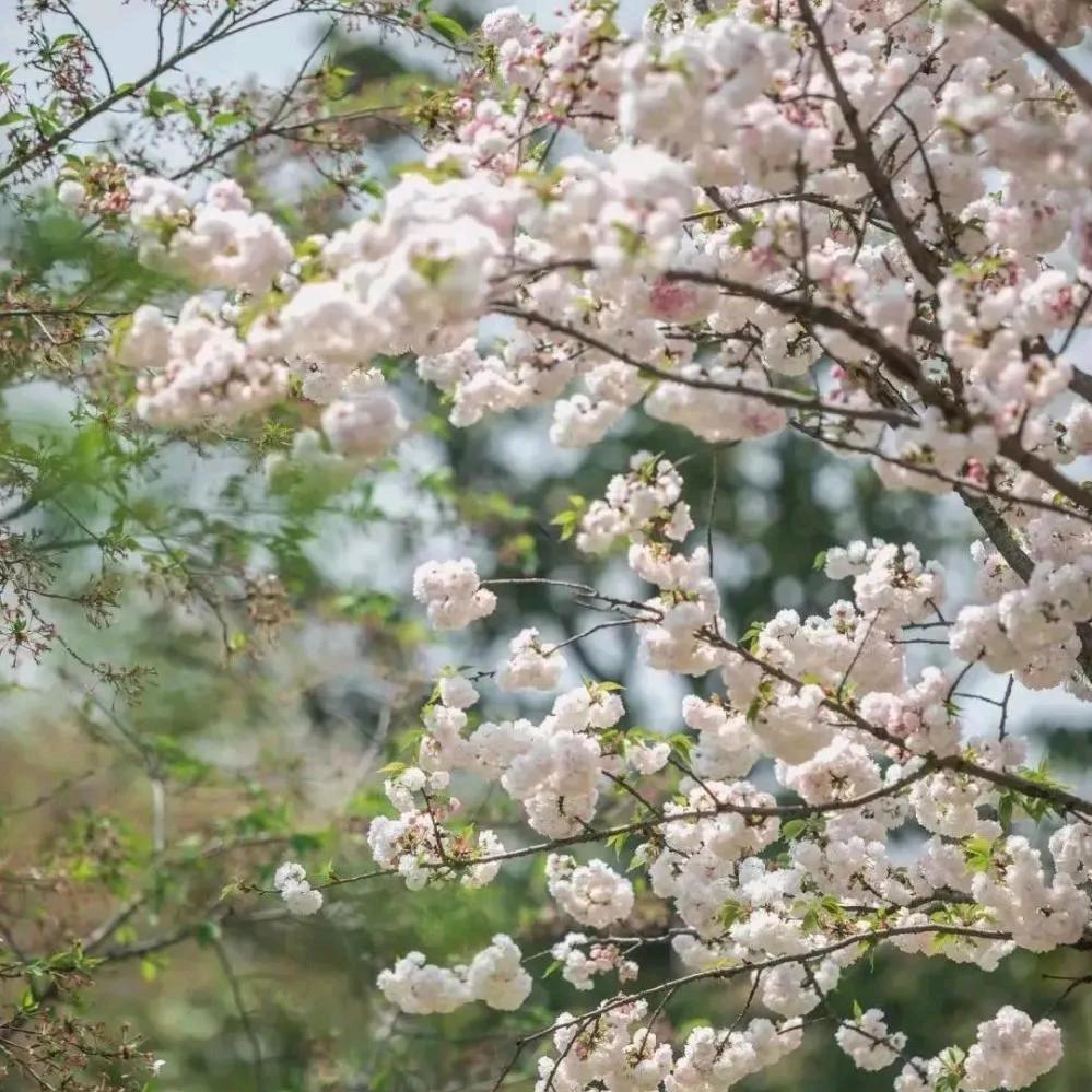 早茶阳光