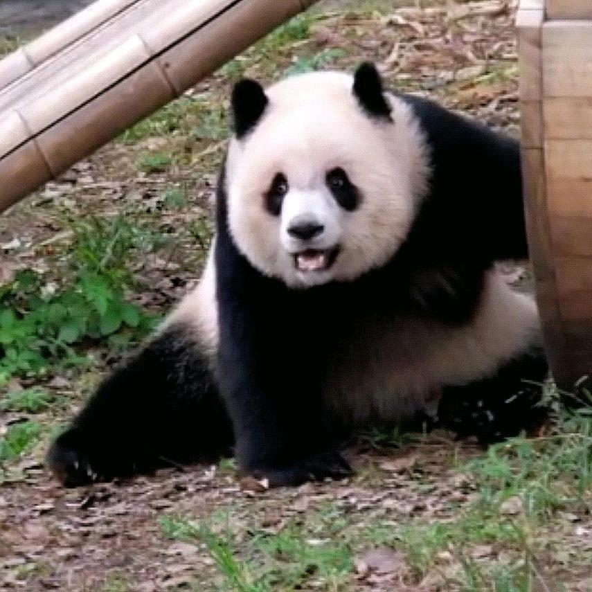 柔软的胖哒