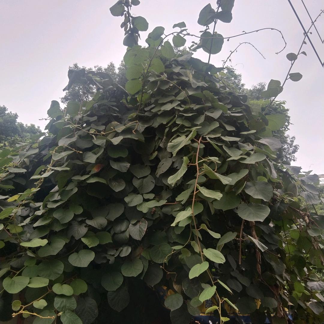 南雨