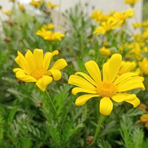 春天Spring