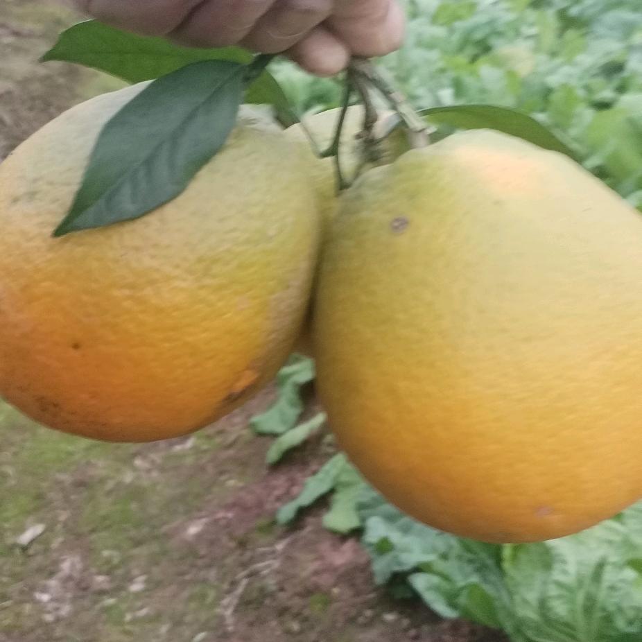 农村洪哥