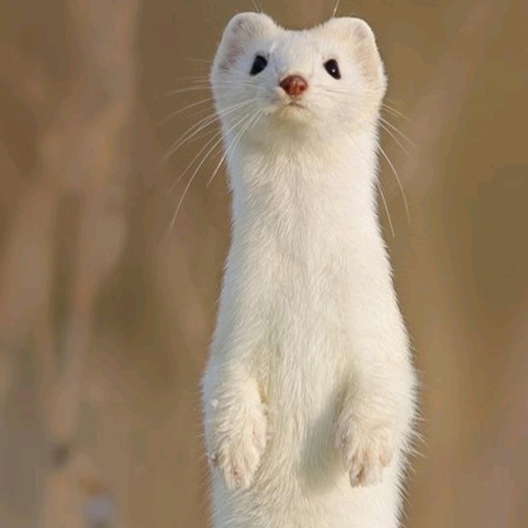 阿甘的动物世界