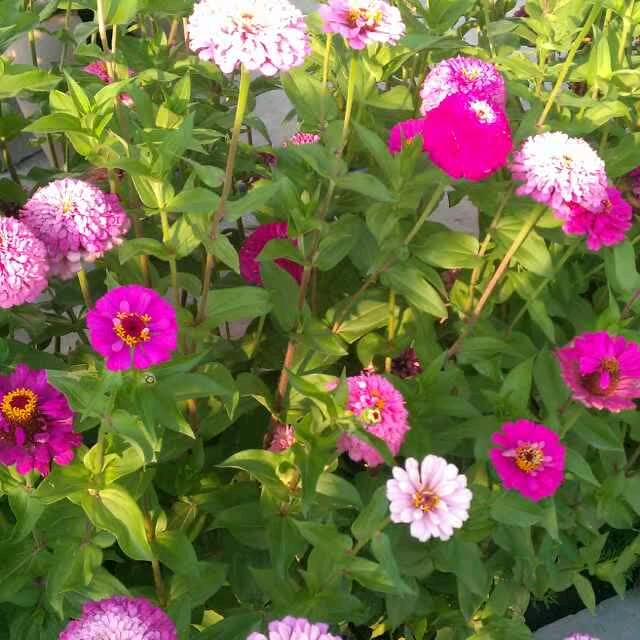 菊花。