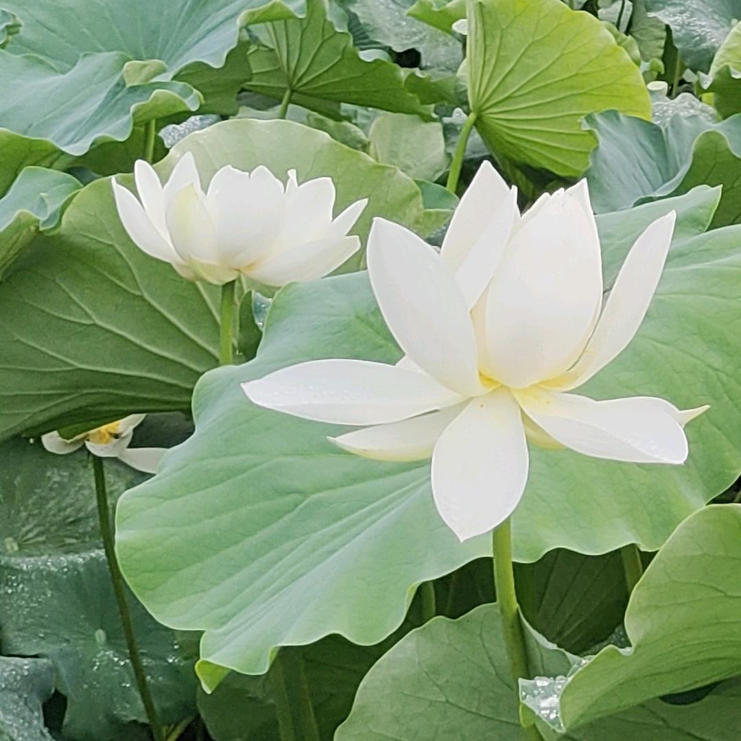 阳月生波💕👆🙏🇨🇳