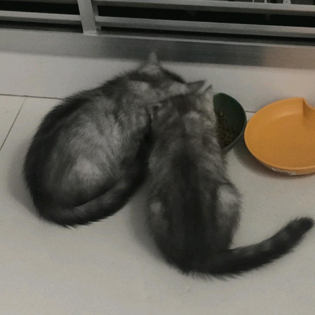 圆圆吃不饱