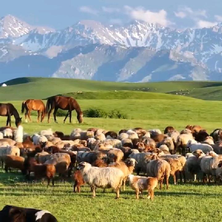 谢利盖巴什拜羔羊宝山路店