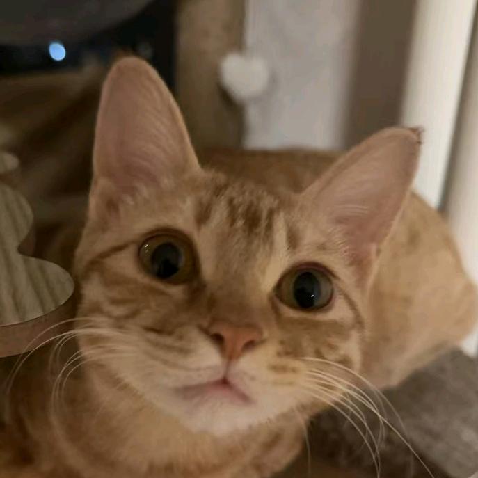 小板凳