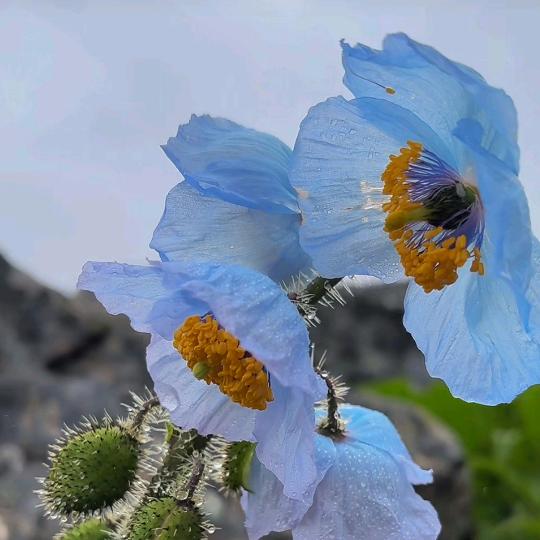 🧚‍♀️笑看風雲🧚‍♀️