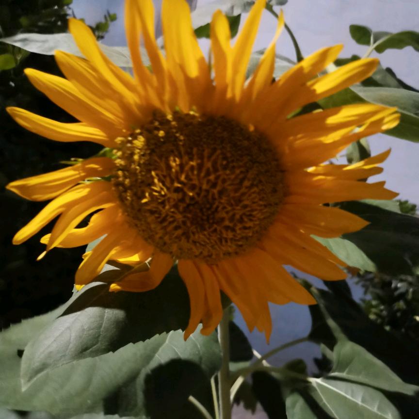 夏天和妈妈🌸🌷（拒绝私聊）