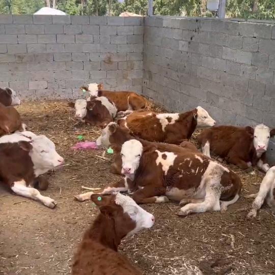 牛哥不牛
