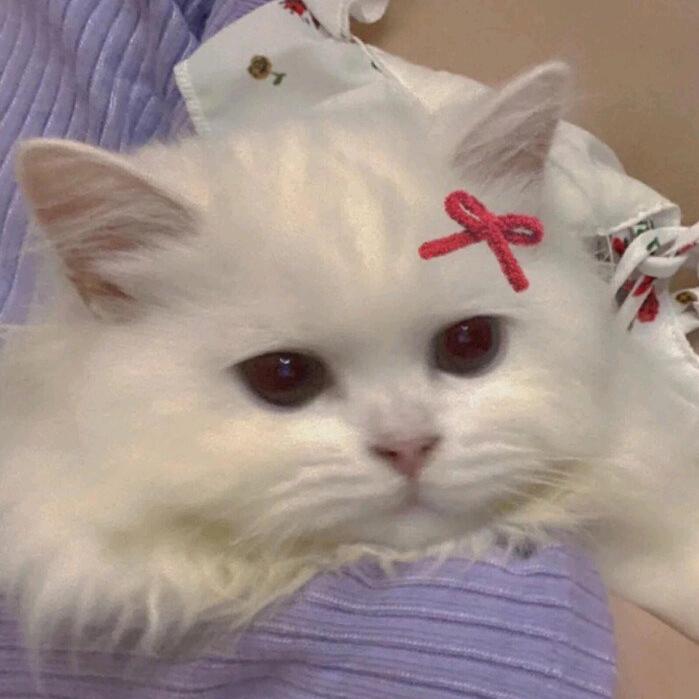 在双子座来临的时候