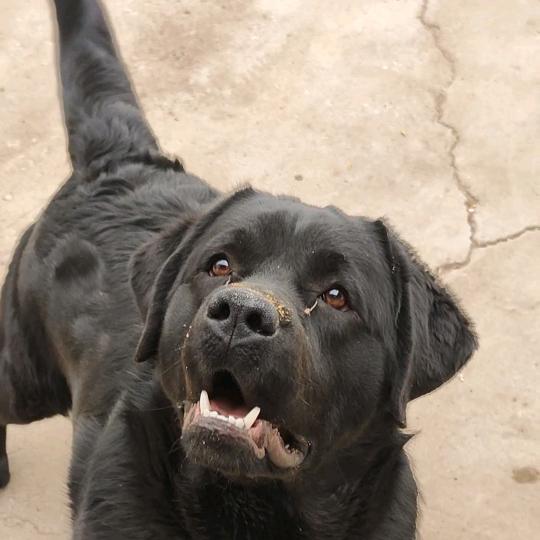 壹铭犬舍拉布拉多